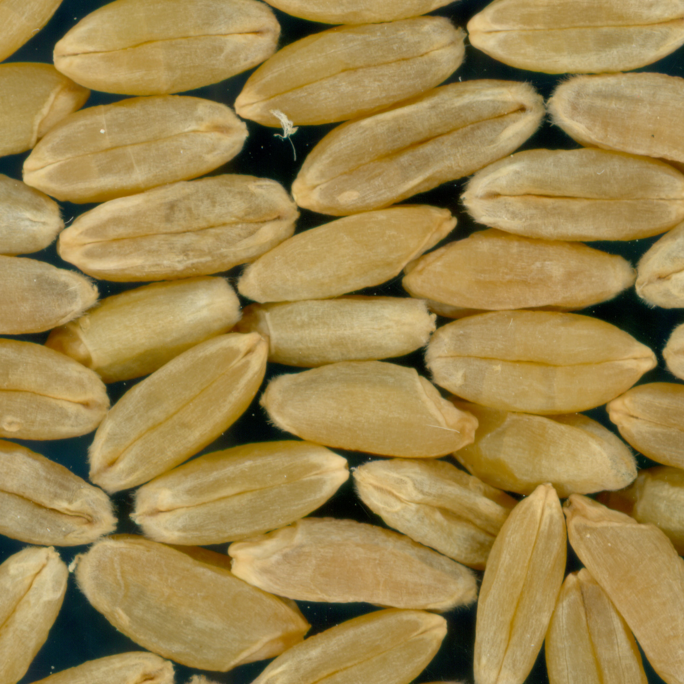 Click for 3 image(s) for this accession. KERNELS